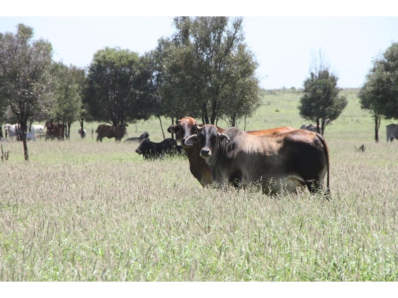 11657 Fitzroy Development Road, Bauhinia QLD 4718