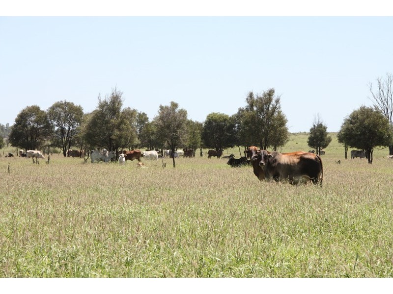 11657 Fitzroy Development Road, Bauhinia QLD 4718