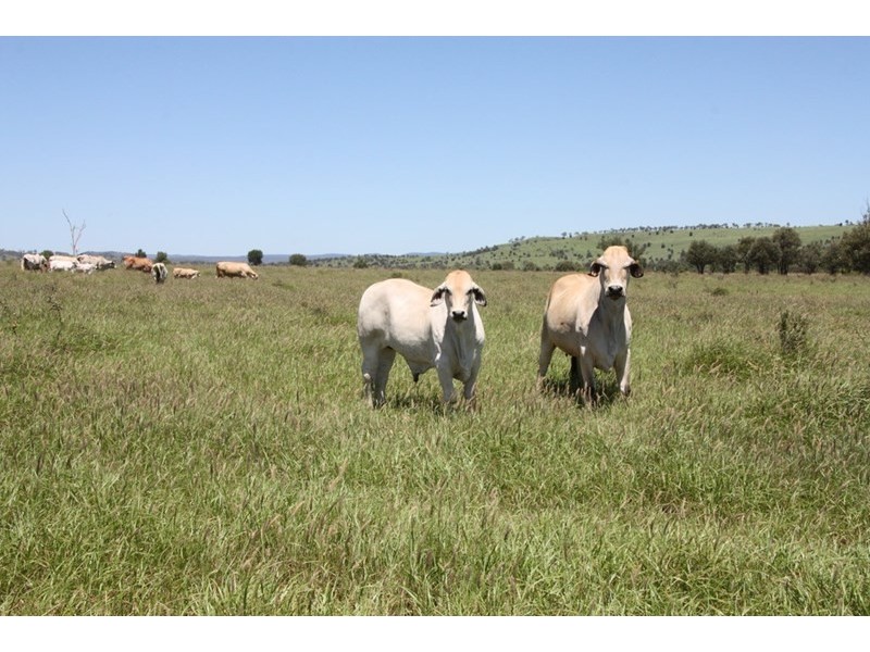 11657 Fitzroy Development Road, Bauhinia QLD 4718