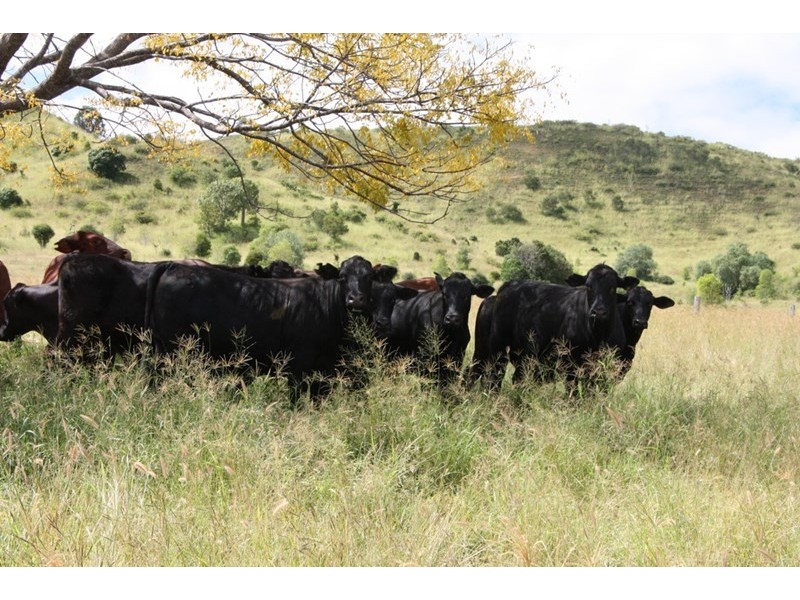 183 Bukali Scrub Road, Bukali QLD 4630