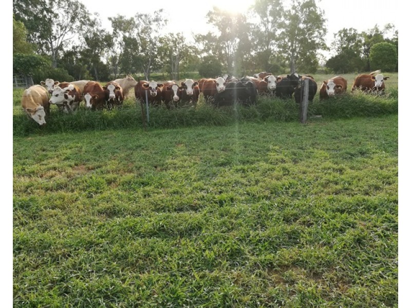 39161 Burnett Highway, Thangool QLD 4716