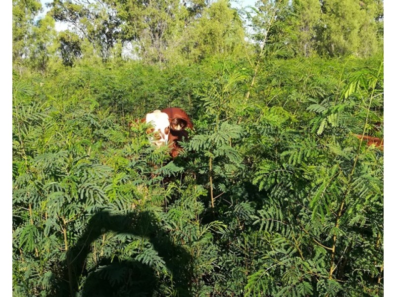 39161 Burnett Highway, Thangool QLD 4716