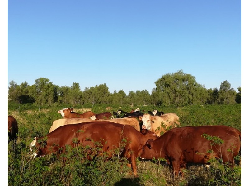 39161 Burnett Highway, Thangool QLD 4716