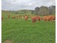1494 East End Road, Mount Larcom QLD 4695