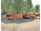 1494 East End Road, Mount Larcom QLD 4695