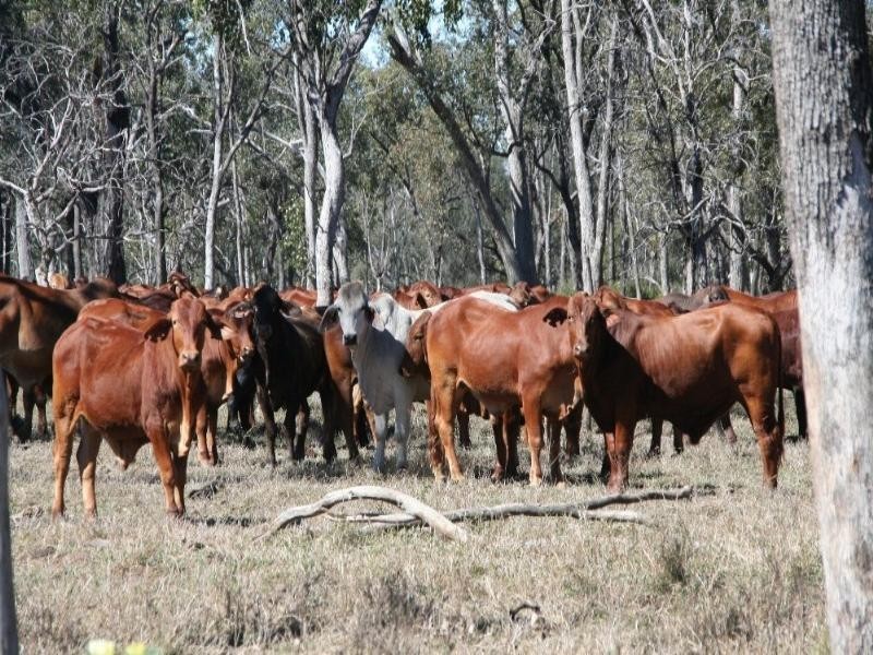 . Luxor Road, Dysart QLD 4745