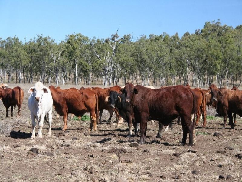 . Luxor Road, Dysart QLD 4745