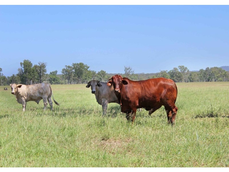 980 Monto-Mount Perry Road, Yarrol QLD 4630