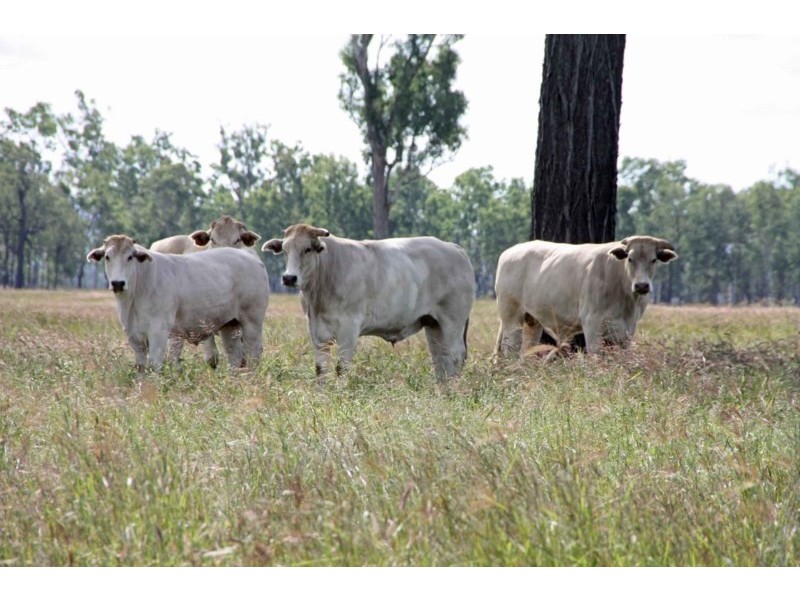 980 Monto-Mount Perry Road, Yarrol QLD 4630