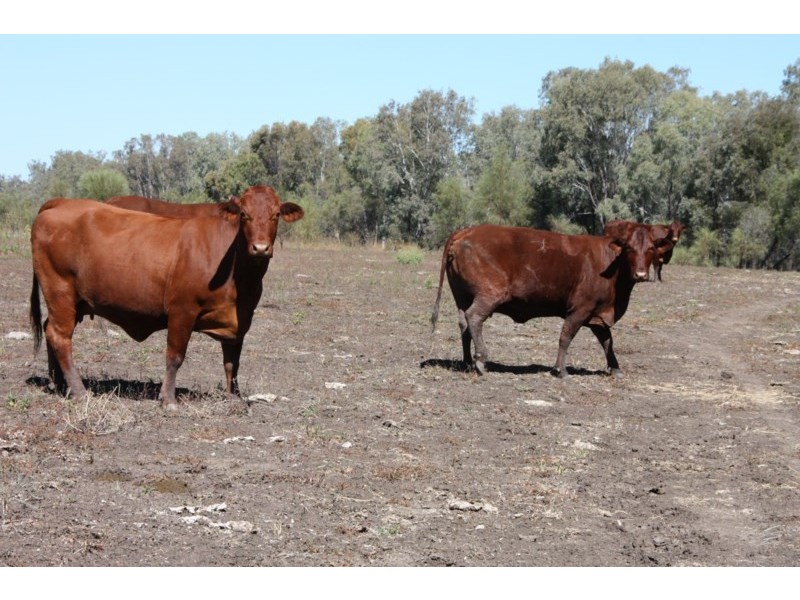 0 Freemans Road, Theodore QLD 4719