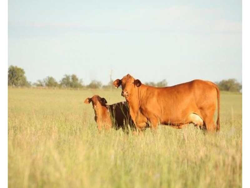 36214 Burnett Highway, Lawgi Dawes QLD 4716