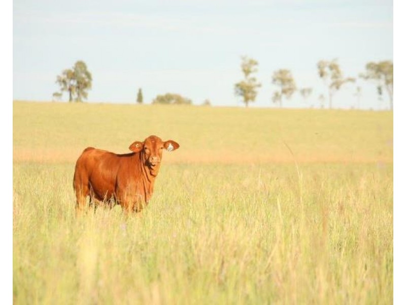 36214 Burnett Highway, Lawgi Dawes QLD 4716