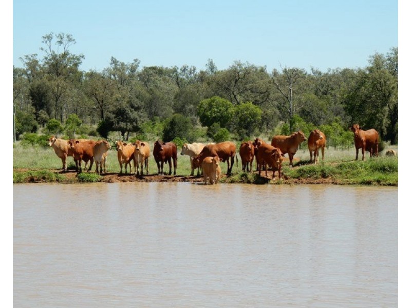 131 Harsants Road, Lawgi Dawes QLD 4716