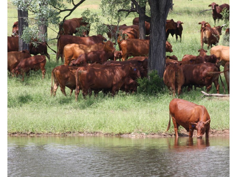 2627 Baralaba-Rannes Road, Baralaba QLD 4702