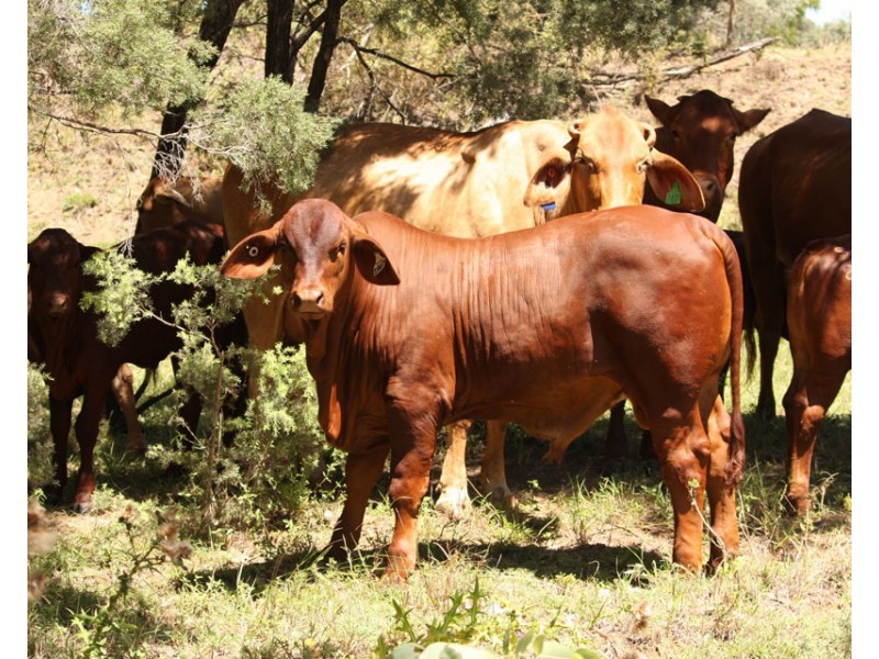 2627 Baralaba-Rannes Road, Baralaba QLD 4702