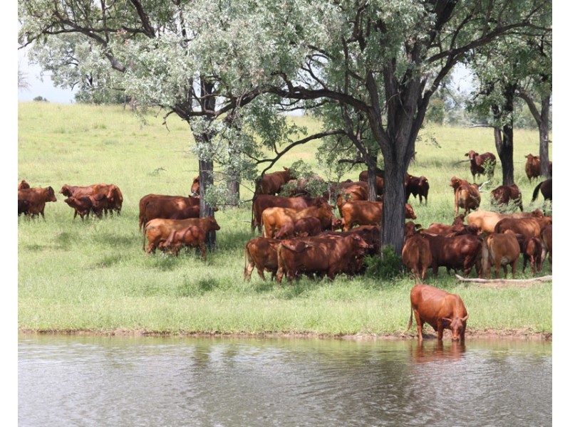 2627 Baralaba-Rannes Road, Baralaba QLD 4702