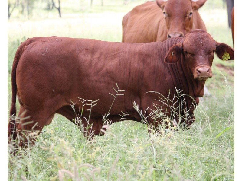 2627 Baralaba-Rannes Road, Baralaba QLD 4702