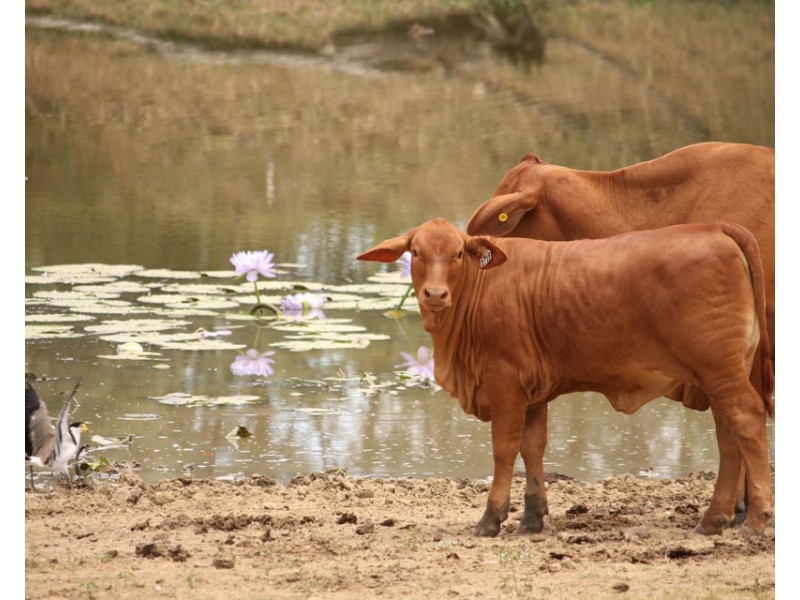 2627 Baralaba-Rannes Road, Baralaba QLD 4702