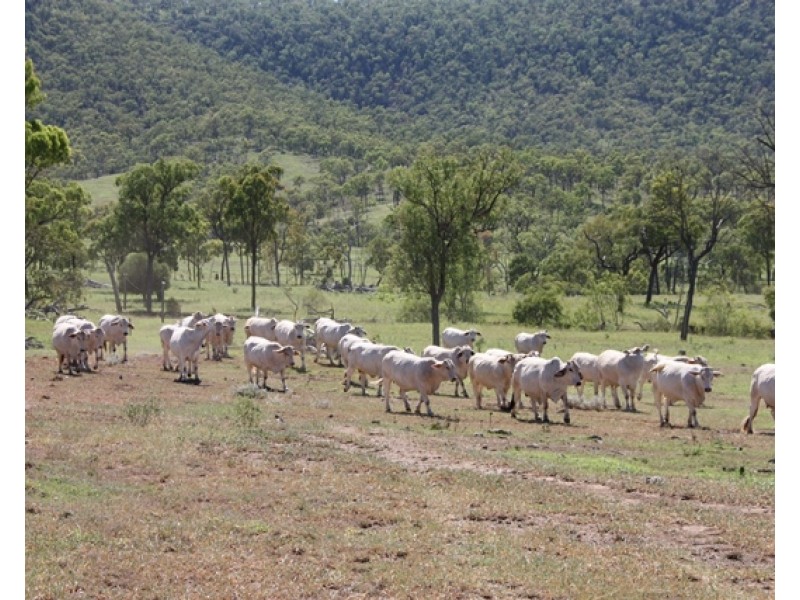 2716 Valentine Plains Road, Valentine Plains QLD 4715
