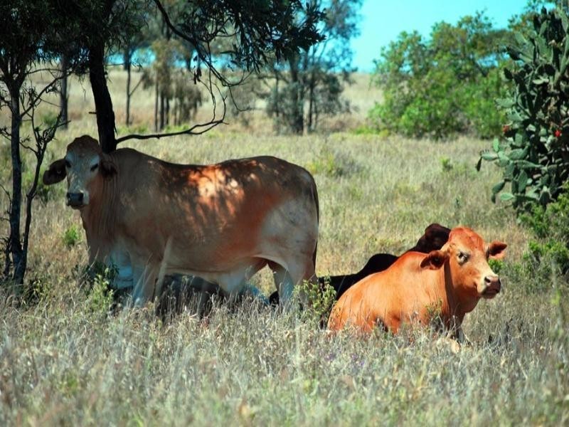 . Fairview Road, Banana QLD 4702