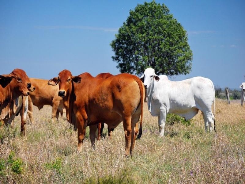 . Fairview Road, Banana QLD 4702