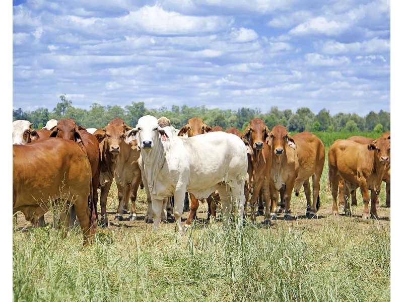 “Comanche”1820 Comanche Road, Glenroy QLD 4702