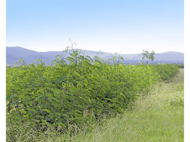 “Comanche”1820 Comanche Road, Glenroy QLD 4702