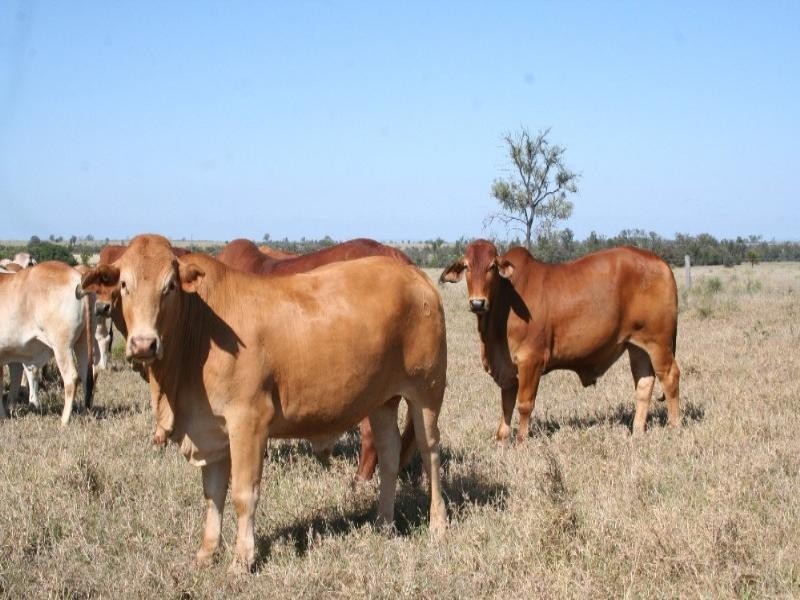 . Fairview Road, Biloela QLD 4715