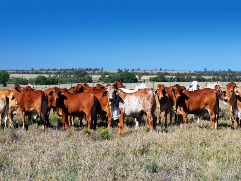 . Fairview Road, Biloela QLD 4715