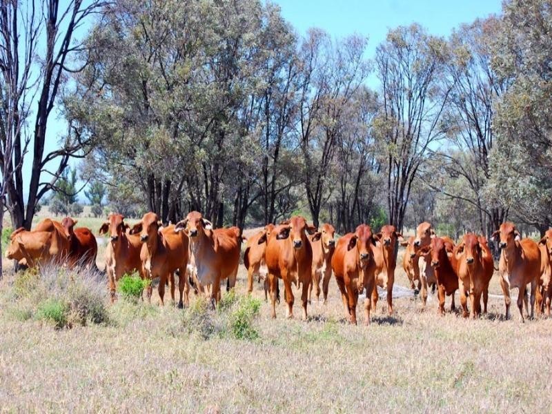 . Fairview Road, Biloela QLD 4715