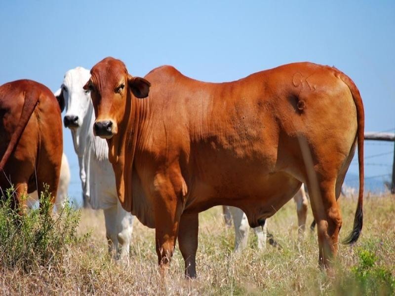 . Fairview Road, Biloela QLD 4715