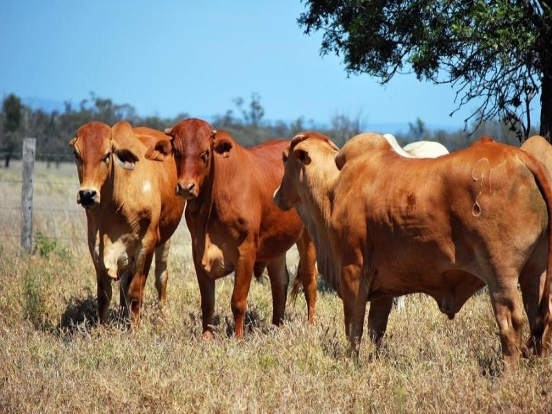 . Fairview Road, Biloela QLD 4715