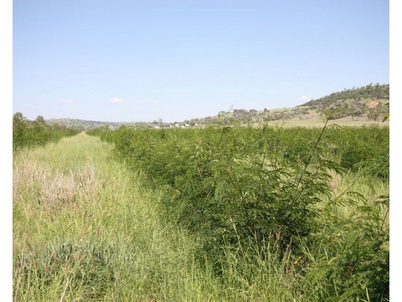 116 Roys Road, Thangool QLD 4716