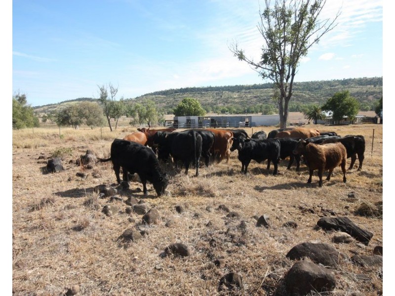 116 Roys Road, Thangool QLD 4716