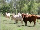 Biloela QLD 4715