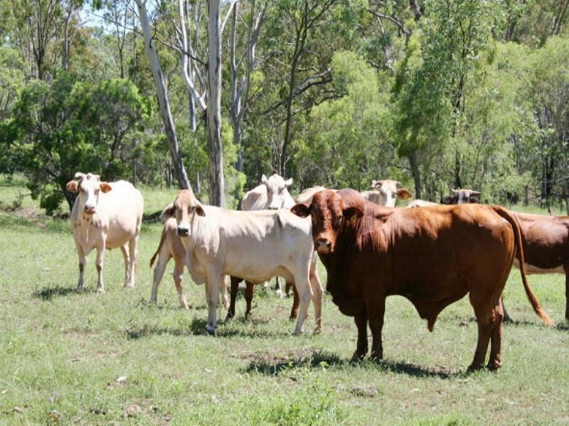 Biloela QLD 4715