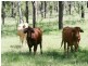 Biloela QLD 4715