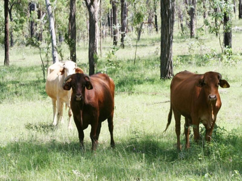 Biloela QLD 4715