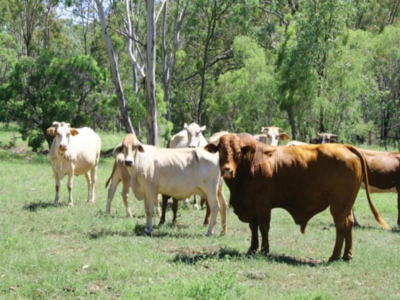 Biloela QLD 4715