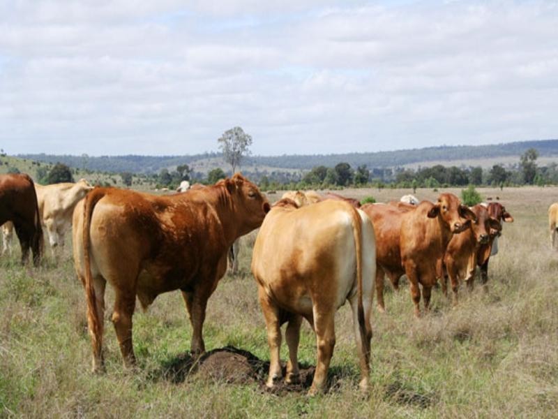 0 Mount Eagle Road, Eidsvold QLD 4627