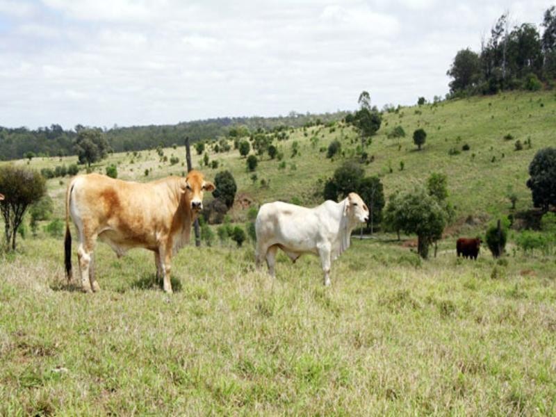 0 Mount Eagle Road, Eidsvold QLD 4627