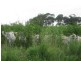 Mundubbera QLD 4626