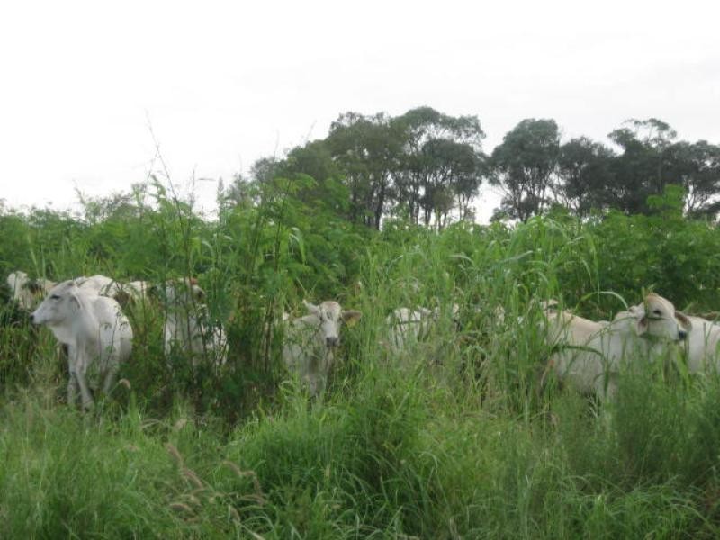 Mundubbera QLD 4626