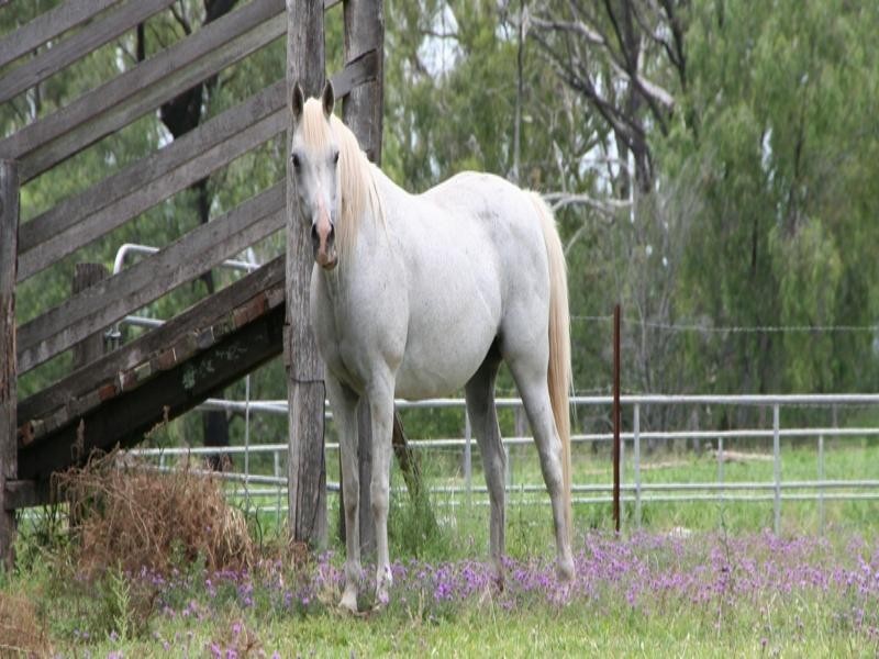 145 Calvale Road, Biloela QLD 4715