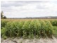 Moura QLD 4718