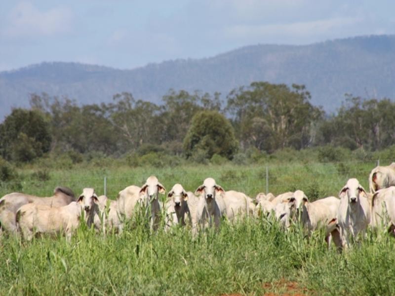 Dululu QLD 4702