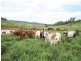 Monto QLD 4630