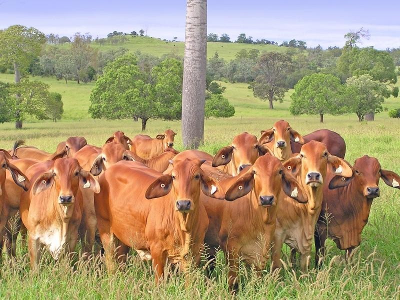 Monto QLD 4630