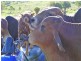 Monto QLD 4630