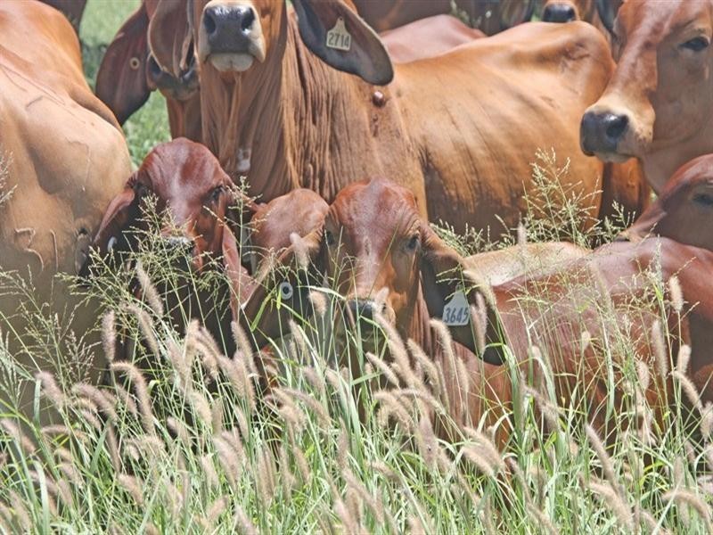 Monto QLD 4630